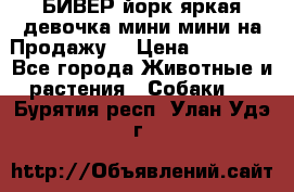 БИВЕР йорк яркая девочка мини мини на Продажу! › Цена ­ 45 000 - Все города Животные и растения » Собаки   . Бурятия респ.,Улан-Удэ г.
